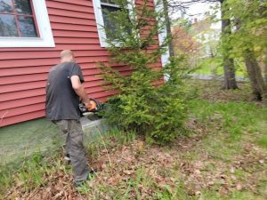 Trim shrubs
